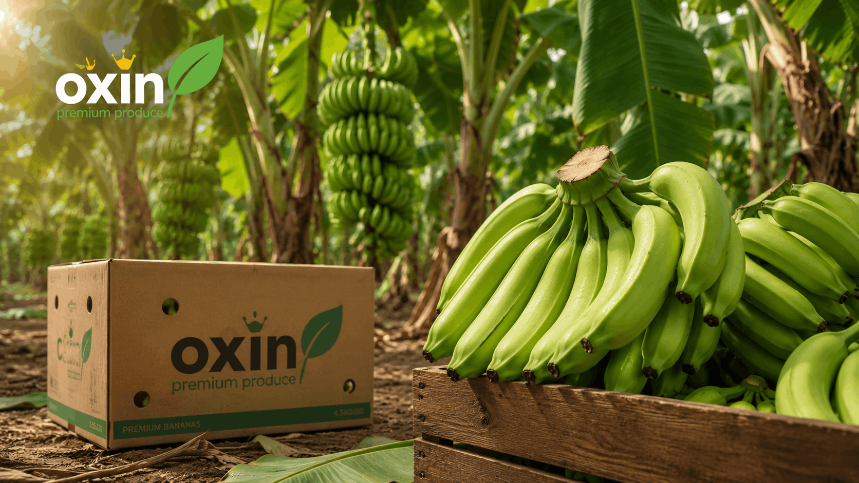 Indian Cavendish Banana