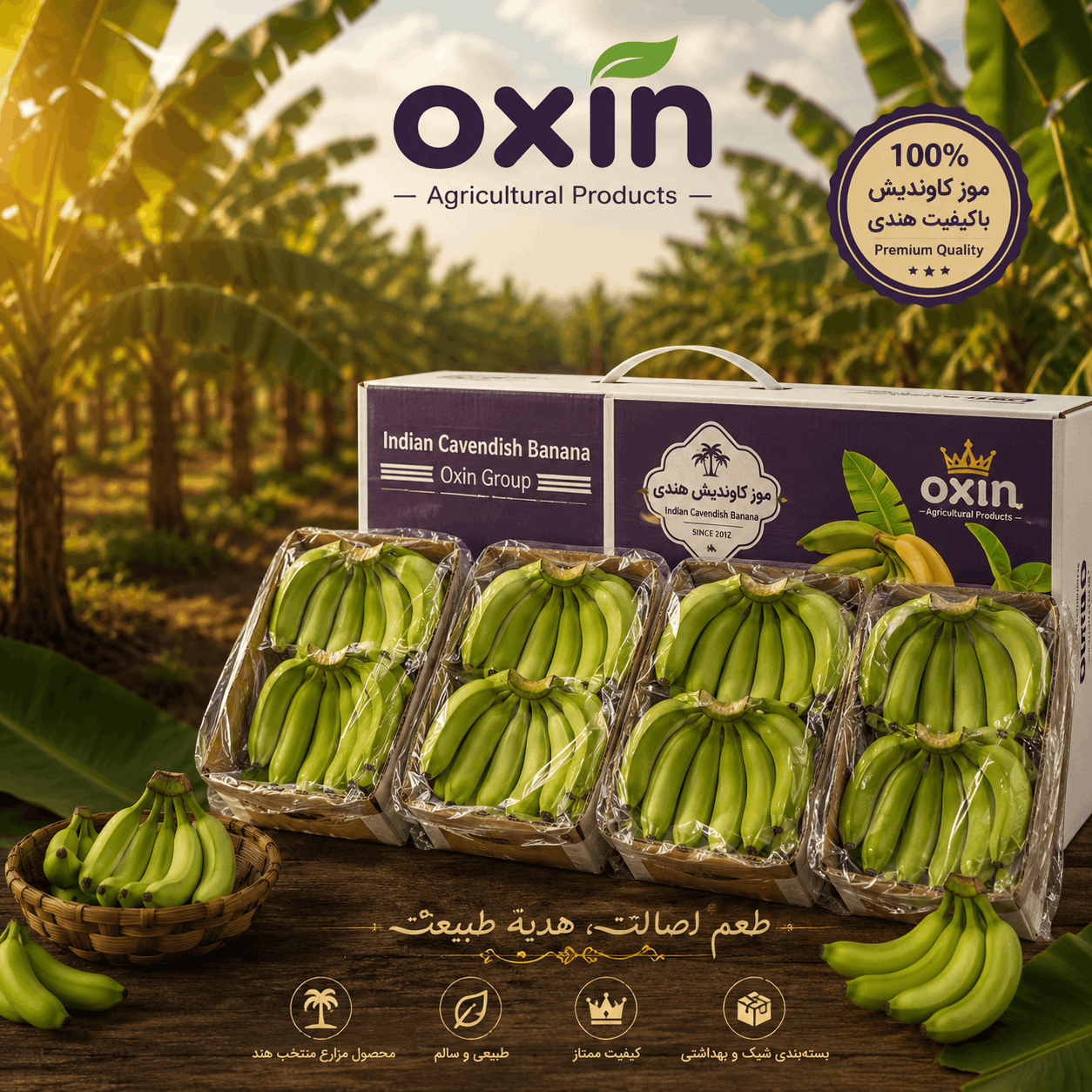 oxin banana